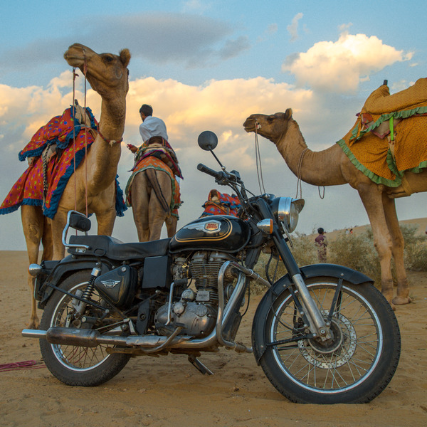 A Royal Enfield Bullet 500 in front of two camels